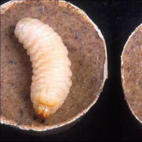 thumbnail for publication: Diaprepes Root Weevil, Diaprepes abbreviatus (Linnaeus) (Insecta: Coleoptera: Curculionidae)